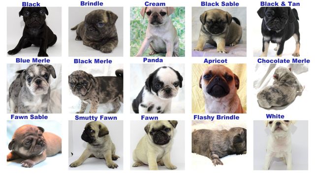 Different kinds hot sale of pugs